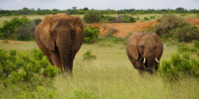 Safaris on Points: How to Travel to South Africa for Cheap